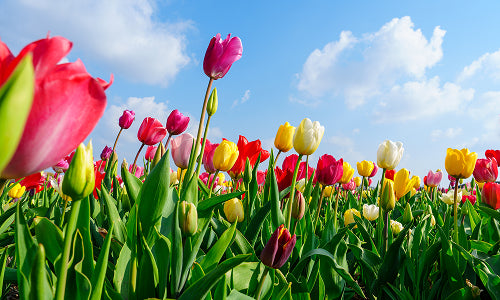A vibrant garden full of blooming flowers